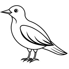    Bird vector illustration.
