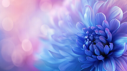 Blue chrysanthemum flower on a dreamy bokeh backdrop, copy space
