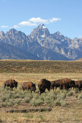 Bison grazing with Grand Tetons in the background, Grand Teton National Park Wyoming USA
