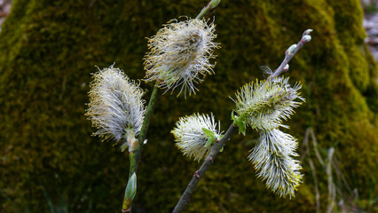 willow flowers on the background of a dark tree in a spring forest