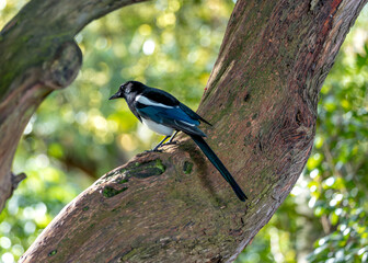 Magpie (Pica pica) - Europe, Asia & parts of North Africa & North America