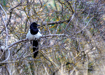 Magpie (Pica pica) - Europe, Asia & parts of North Africa & North America