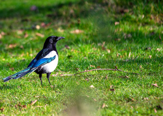 Magpie (Pica pica) - Europe, Asia & parts of North Africa & North America