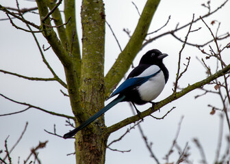 Magpie (Pica pica) - Europe, Asia & parts of North Africa & North America