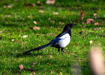 Magpie (Pica pica) - Europe, Asia & parts of North Africa & North America