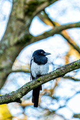 Magpie (Pica pica) - Europe, Asia & parts of North Africa & North America