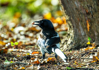 Magpie (Pica pica) - Europe, Asia & parts of North Africa & North America