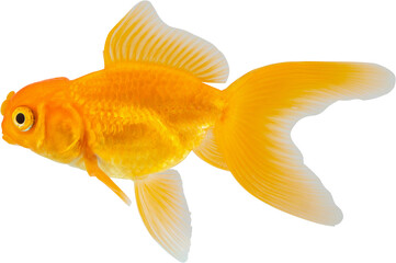 Oranda goldfish isolated on white background close up - obrazy, fototapety, plakaty