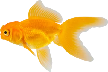 Peel and stick wall murals Height scale Oranda goldfish isolated on white background close up