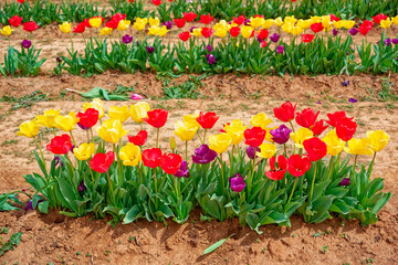 Group of mixed tulips in bloom