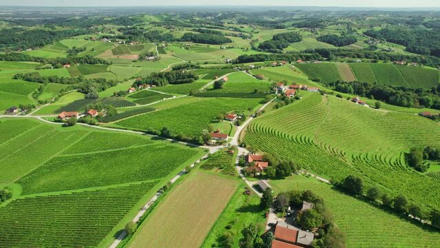  Vineyards in Jeruzalem wine region in Eastern Slovenia
