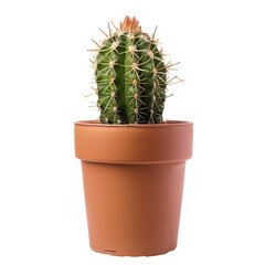 Cactus in a Pot Isolated