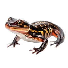 Salamander isolated on transparent PNG background