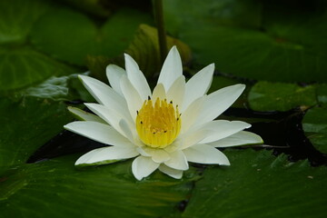 Nymphaea lotus, the white Egyptian lotus, tiger lotus, white lotus or Egyptian white water-lily, is a flowering plant of the family Nymphaeaceae. - obrazy, fototapety, plakaty