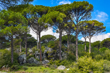 Fototapeta na wymiar pines and granite boulders in Ida Madra Geopark on Kozak plateau (Hisarkoy, Izmir region, Turkey) 