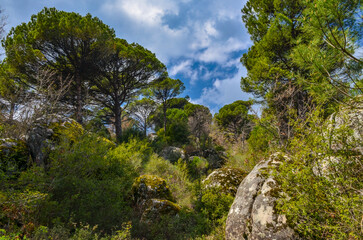 Fototapeta na wymiar pines and granite boulders in Ida Madra Geopark on Kozak plateau (Hisarkoy, Izmir region, Turkey) 