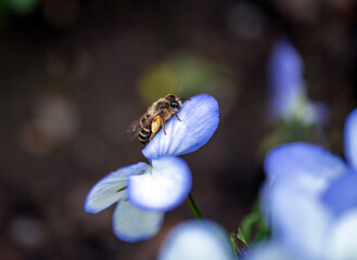 Nahaufnahme einer Biene auf einer blauen Blüte © Kostas Koufogiorgos