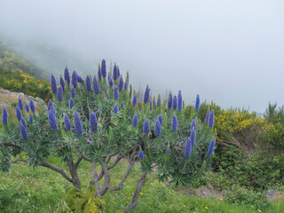 Close up of a Echium candicans, Pride of Madeira, large blue flowers in full bloom - 778333129