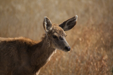 Yearling White Tailed Deer 2