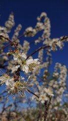 Trees blossom in spring