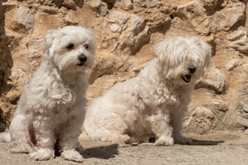 Coppia di cani - Maltese - Barboncino