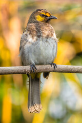 The orange-spotted bulbul (Pycnonotus bimaculatus) is a species of songbird in the bulbul family of passerine birds. It is endemic to Java, Bali and Sumatra.
