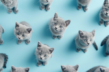 Adorable group of curious gray kittens looking up at the camera on a vibrant blue background
