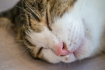 Cat sleeping in cute pose, pets and animals background, sleeping animals, sweet, adorable and funny.
