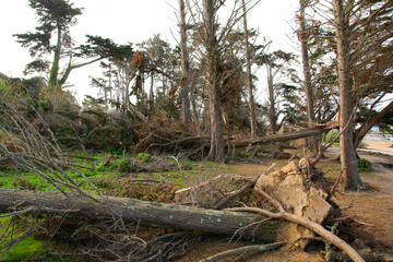 Arbres tombés suite à la tempête Ciaran en Bretagne