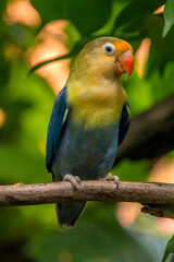 A lovebird (Agapornis) is a type of parrot. There are nine species. They are a social and affectionate small parrot.