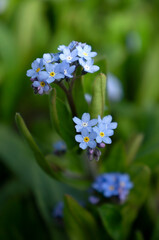 Myosotis sylvatica, the wood forget-me-not or woodland forget-me-not flowers