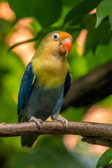 A lovebird (Agapornis) is a type of parrot. There are nine species. They are a social and affectionate small parrot.
