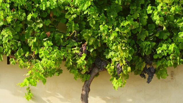The old vine in Maribor is believed to be the world's oldest grapevine, Slovenia