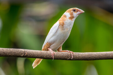 Fototapeta premium The true finches are small to medium-sized passerine birds in the family Fringillidae.