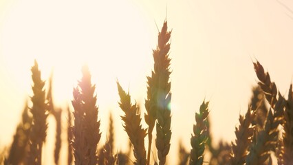 Natural ripe dry wheat silhouette at bright sun light sky autumn countryside seasonal harvest...