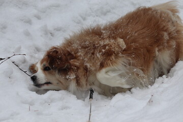 Dog rolling in snow.  Dog playing in snow.