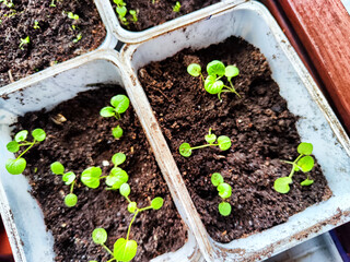 Early Spring Seedlings Sprouting in Boxes and Jars for Planting Season. Green seedlings in various containers are ready for spring planting season. Partial focus