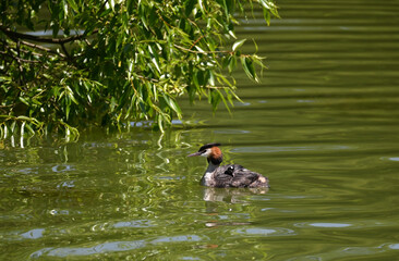 reat crested grebe (Podiceps cristatus) with chicks swim on the lake's surface - 778339796