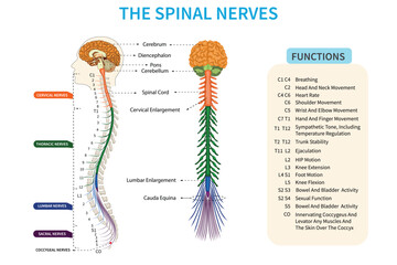 Spinal nerves is essential conduits transmitting sensory and motor signals between the spinal cord and the rest of the body.