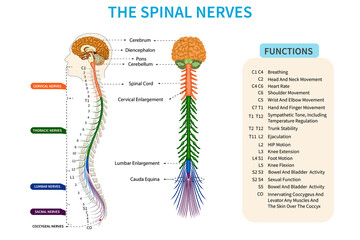 Spinal nerves transmitting sensations, controlling the body movements