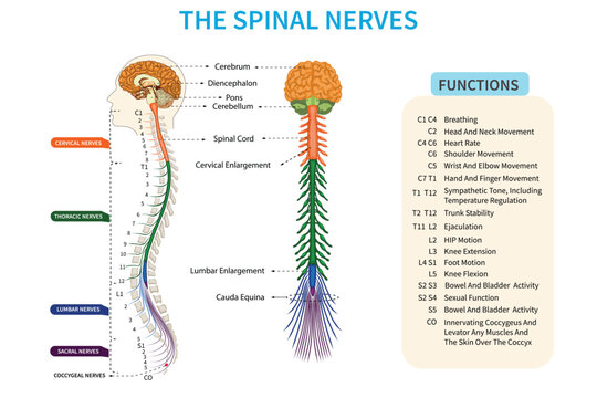 Spinal nerves is essential conduits transmitting sensory and motor signals between the spinal cord and the rest of the body.
