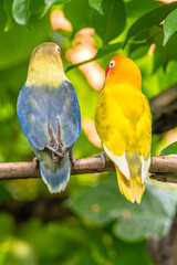 A lovebird (Agapornis) is a type of parrot. There are nine species. They are a social and affectionate small parrot.