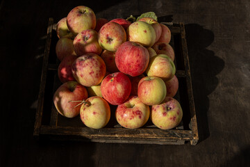 Apple harvest. Autumn fruit. Vitamin food. Red apples with a pink dot.