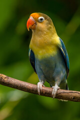 A lovebird (Agapornis) is a type of parrot. There are nine species. They are a social and affectionate small parrot.