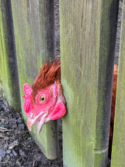 The hen has stuck her head between the rails of a wooden fence and cannot pull it out without human help. She was imprisoned