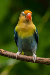 A lovebird (Agapornis) is a type of parrot. There are nine species. They are a social and affectionate small parrot.