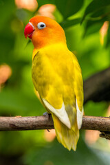 A lovebird (Agapornis) is a type of parrot. There are nine species. They are a social and affectionate small parrot.