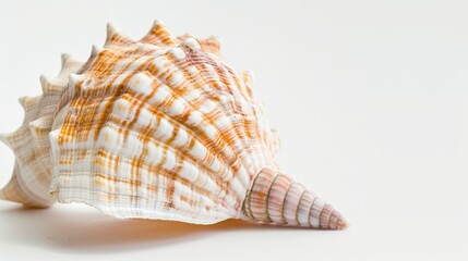 Obraz premium Close-Up of a Sea Shell on a White Background