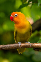 A lovebird (Agapornis) is a type of parrot. There are nine species. They are a social and affectionate small parrot.