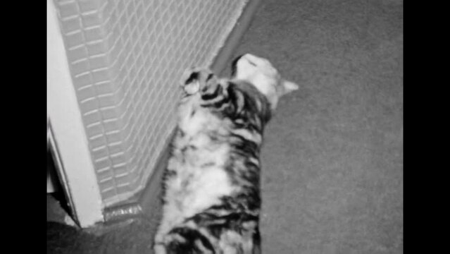 Cat lying on home floor in apartment, close up. Pet sleeping, relax in room. Feline domestic animal rest. Stray cat sleep. Grainy old film footage. Vintage black white video. Retro archive 1980s